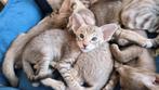 Prachtige Oosters Kortharige Kittens!, Meerdere dieren
