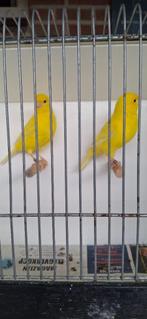 Gele kanariemannen te koop., Dieren en Toebehoren, Vogels | Kanaries, Meerdere dieren, Kleurkanarie