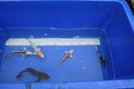 MOOIE KOI  5 halen = 4 betalen € 5,00 ps, Dieren en Toebehoren, Karper of Koi