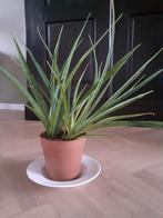 Mooie laagblijvende Sanseveiria, Ophalen, Halfschaduw, Minder dan 100 cm