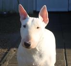 Bullterrier met Stamboom, Dieren en Toebehoren, Bull Terriër, CDV (hondenziekte), Teef, Eén hond