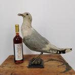Vintage opgezette Meeuw. Taxidermie Opgezet dier Meeuw, Ophalen of Verzenden, Gebruikt, Vogel, Opgezet dier