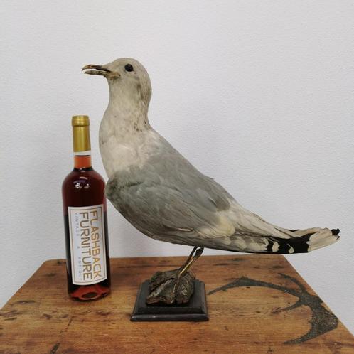 Vintage opgezette Meeuw. Taxidermie Opgezet dier Meeuw, Verzamelen, Dierenverzamelingen, Gebruikt, Opgezet dier, Vogel, Ophalen of Verzenden