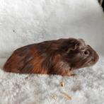 Super lieve jonge cavia zeugjes te koop, Dieren en Toebehoren, Knaagdieren, Oktober, Vrouwelijk, Cavia