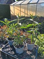 Vlinderstruiken, Tuin en Terras, Planten | Tuinplanten, Volle zon, Eenjarig, Zomer, Ophalen