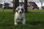 Australian shepherd pups, Dieren en Toebehoren, Overige rassen, 8 tot 15 weken, Meerdere, Meerdere dieren