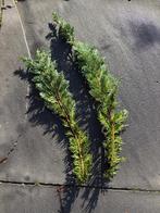 Kerstgroen Wisselii bosje 5 stuks, Ophalen