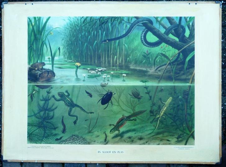 Oude schoolplaat met kikker pad ringslang in sloot en plas, Antiek en Kunst, Antiek | Schoolplaten, Geschiedenis, Ophalen of Verzenden