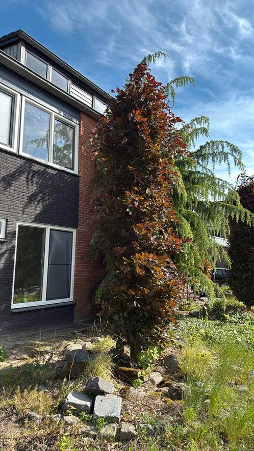 Rode beuk, Tuin en Terras, Planten | Bomen, Overige soorten, Halfschaduw, Ophalen