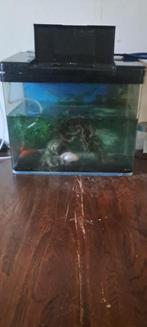 Aquarium met 3 vissen, Dieren en Toebehoren, Vissen | Aquaria en Toebehoren, Ophalen, Zo goed als nieuw, Gevuld zoetwateraquarium