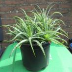 2 grote potten kamer vet planten  per pot 7,50 euro, Huis en Inrichting, Kamerplanten, Ophalen, Vetplant, Halfschaduw, Minder dan 100 cm