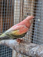 Bourkes parkiet opaline gezoomd, Dieren en Toebehoren, Vogels | Parkieten en Papegaaien, Vrouwelijk, Parkiet, Geringd