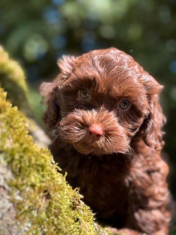 Choco kleurige Maltipoo pups! Geschikt bij allergie beschikbaar voor biedingen