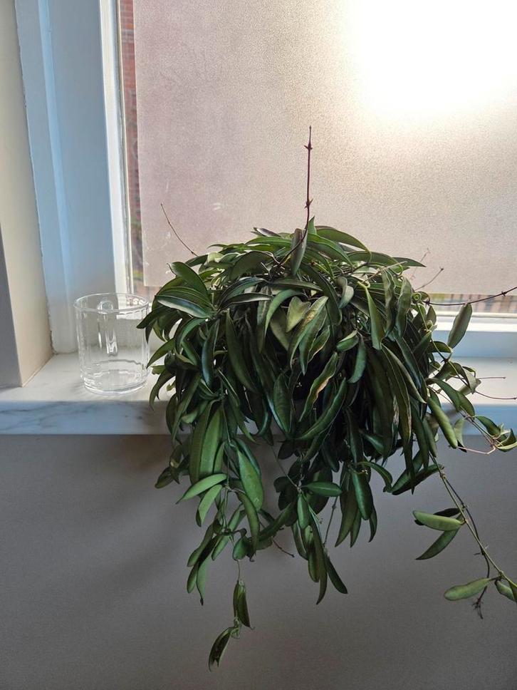 Hoya wayetii, Huis en Inrichting, Kamerplanten, Ophalen