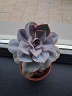 Vetplant, Ophalen, Overige soorten, Minder dan 100 cm