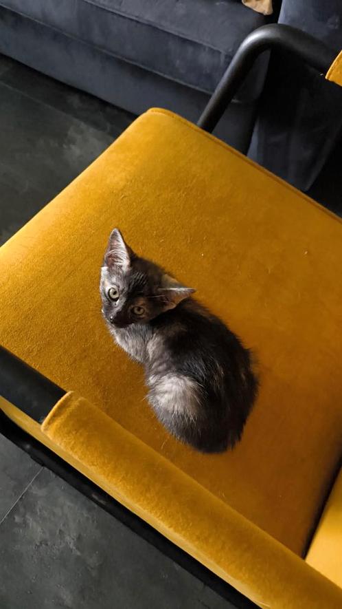 5 Lieve kittens, Dieren en Toebehoren, Katten en Kittens | Overige Katten