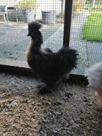 Usa zijdehoen haantje, Dieren en Toebehoren, Mannelijk, Kip