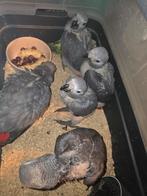Baby grijze roodstaart Congo, Dieren en Toebehoren, Vogels | Parkieten en Papegaaien, Papegaai