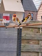 Mannetje zuiver wildkleur  distelvink, Dieren en Toebehoren, Vogels | Overige Vogels
