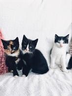 Drie prachtige kittens te koop!, Dieren en Toebehoren, Katten en Kittens | Overige Katten, Meerdere dieren, Kortharig, 0 tot 2 jaar