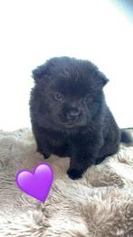 Mini chow chow pups teddydog, 8 tot 15 weken, Meerdere, Meerdere dieren, Nederland