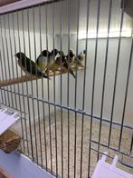 gouldamadine blauwe en gele, Meerdere dieren, Tropenvogel