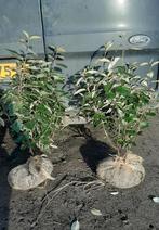 Elaeagnus ebbingei en Compacta Olijfwilg 60/80cm tm 120/140, Ophalen, Overige soorten, 100 tot 250 cm