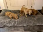 Labradoodle pups, Parvo, Reu, 8 tot 15 weken, Meerdere