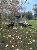 Indische loopeenden woerden, Dieren en Toebehoren, Pluimvee, Mannelijk, Eend