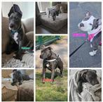 ❗️Laatste reu Raszuiver Amerikaanse Stafford pup❗, Dieren en Toebehoren, Honden | Jack Russells en Terriërs, Parvo, 8 tot 15 weken