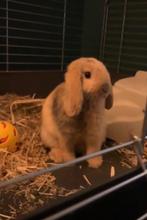 Tam konijntje 8 weken, mix mini lop x holland lop, Dieren en Toebehoren, Konijnen, Mannelijk, Dwerg, Hangoor, 0 tot 2 jaar