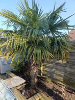2 mooie palmbomen voor weinig..., Tuin en Terras, Planten | Bomen, Ophalen of Verzenden