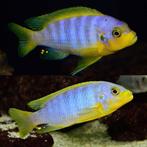 Metriaclima Aurora Likoma, Vis