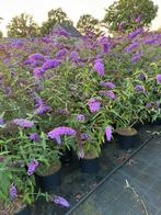 Vlinderstruiken in diverse kleuren, Ophalen, Vlinderstruik, Struik, Minder dan 100 cm