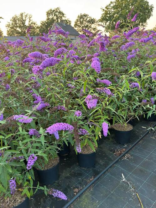 Vlinderstruiken in diverse kleuren, Tuin en Terras, Planten | Struiken en Hagen, Struik, Vlinderstruik, Minder dan 100 cm, Ophalen