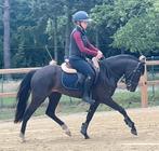 New Forest FEI prospect zwarte parel, Dieren en Toebehoren, Pony's, Merrie, Zadelmak, 3 tot 6 jaar, D pony (1.37m tot 1.48m)