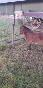 Lieve 5-jarige mini shetlander hengst, Dieren en Toebehoren, Pony's, Niet van toepassing, Hengst, A pony (tot 1.17m), 3 tot 6 jaar