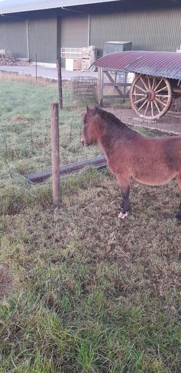 Lieve 5-jarige mini shetlander hengst beschikbaar voor biedingen