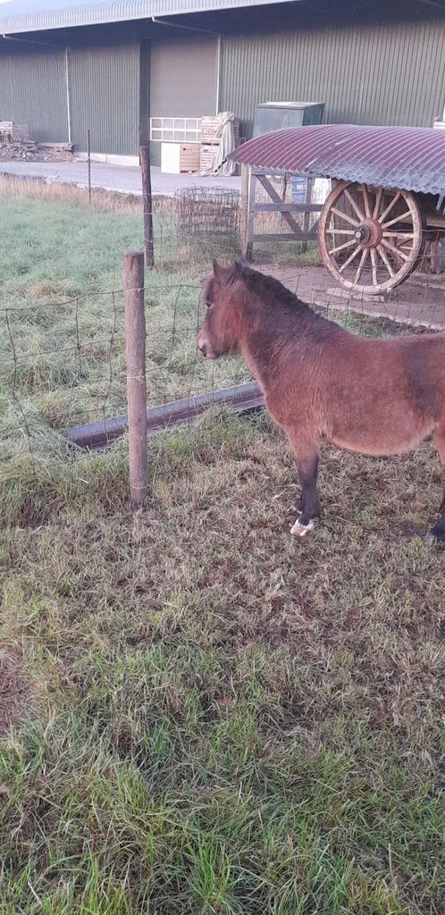 Lieve 5-jarige mini shetlander hengst, Dieren en Toebehoren, Pony's, Hengst, Niet van toepassing, A pony (tot 1.17m), Recreatiepony