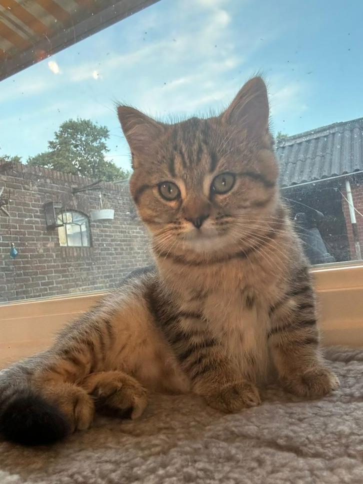 Brits korthaar, Dieren en Toebehoren, Katten en Kittens | Raskatten | Korthaar, Kater, Ingeënt