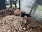 Zwart met wit vrouwtjes konijn, Klein, Vrouwelijk, 3 tot 5 jaar