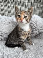 Europese korthaar x Ragdoll kittens, Dieren en Toebehoren, Meerdere dieren, Kortharig, 0 tot 2 jaar