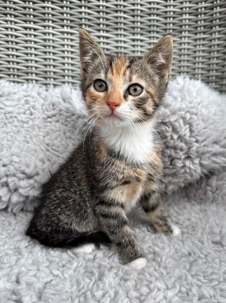 Europese korthaar x Ragdoll kittens, Dieren en Toebehoren, Katten en Kittens | Overige Katten, Kortharig, Meerdere dieren, 0 tot 2 jaar