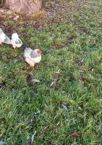 wyandotte, Dieren en Toebehoren, Pluimvee, Mannelijk, Kip