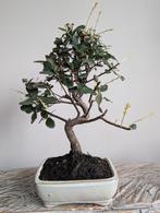 Quercus Suber Kurkeik Bonsai 7 jaar oud, Tuin en Terras, Bloeit niet, Halfschaduw, Minder dan 100 cm, Overige soorten