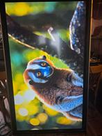 65 inch digibord predia, Ophalen