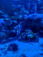 Pterapogon Kauderni, Dieren en Toebehoren, Vis, Zoutwatervis