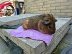Cavia zeugjes, Dieren en Toebehoren, Knaagdieren, Vrouwelijk, Cavia, Na 1 juli 2024, Tam