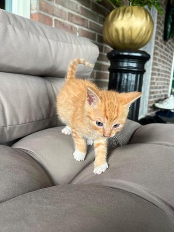 De allerleukste kittens beschikbaar voor biedingen
