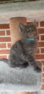 Maine Coon kittens, Dieren en Toebehoren, Katten en Kittens | Raskatten | Langhaar, Meerdere dieren, Gechipt